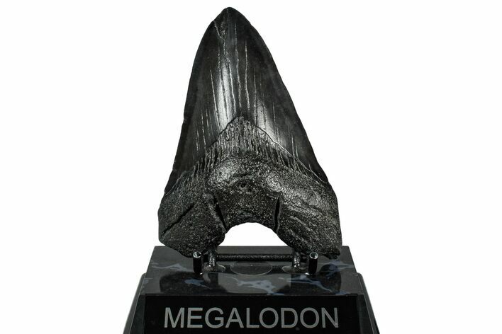 Fossil Megalodon Tooth - South Carolina #333677